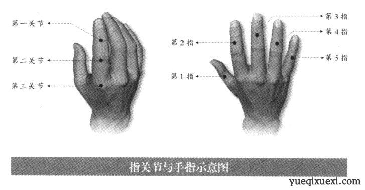 高抬指训练之前需要了解手指的结构